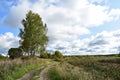 Sunny day picturesque wide field winding road, forest blue sky white clouds green