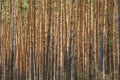 Sunny Day In Pine Forest. Close View Of Trunks In Coniferous Forest