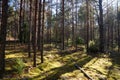 Sunny day in a pine forest, long shadows from pines Royalty Free Stock Photo
