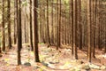 Sunny day in a pine forest.The sun`s rays make their way through the picturesque tree tops.