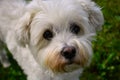 Cute little Maltese dog named tyke
