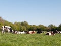 Sunny day with plenty of cows resting on the grass