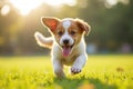 Sunny Day Puppy Fun at the Park Royalty Free Stock Photo