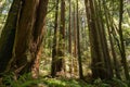 Sunny day in a redwood trees Sequoia sempervirens forest, California