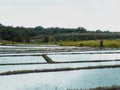 Sunny day in rice fields in Bali, Indonesia