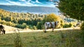 A sunny day in the Saarland with a view over meadows into the valley. Cow in the foreground Royalty Free Stock Photo