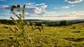 A sunny day in the Saarland with a view over meadows into the valley. Thistle bush in foreground Royalty Free Stock Photo