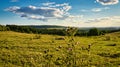 A sunny day in the Saarland with a view over meadows into the valley. Thistle bush in foreground Royalty Free Stock Photo