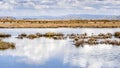 Sunny day on the shoreline of San Francisco Bay; white cumulus clouds reflected on the shallow water; a group of shorebirds