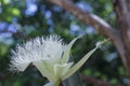 Flower with crown of pistils shows its royalty