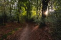 Sunny day at the speulderbos in Putten