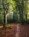 Sunny day at the speulderbos in Putten