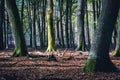 Sunny day at the speulderbos in Putten