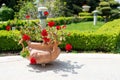 Sunny day in spring garden with ornamental shrubs, green lawn and clay pot with blooming red geranium Royalty Free Stock Photo