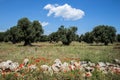 Springtime in Puglia with olives trees and red poppies