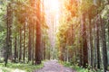 On a sunny day in summer, a dirt road in a pine forest Royalty Free Stock Photo