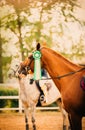 In the sunny day of a summer day, a portrait of a sorrel horse adorned with a green rosette on its bridle captures the triumph of