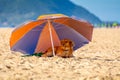 Dog rest in the shade of a beach umbrella in Florianopolis Brazil Royalty Free Stock Photo