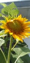 sunny day sunflowers have bloomed