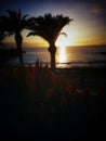 Sunny day, sunset, palms, beach, tenerifes beauty Royalty Free Stock Photo
