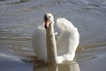 Sunny day swimming swan Royalty Free Stock Photo