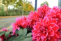 The red flowers and road