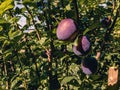 On a sunny day, there are three plums on a branch. Royalty Free Stock Photo