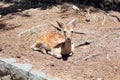 A wild Japanese sika deer sits peacefully on a dirt floor with tree roots