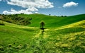 Sunny day in Tuscany green hills. landscape view. Tuscany, Italy, Europe Royalty Free Stock Photo