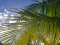 Sunny day under Palms