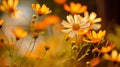 Sunny day view of vibrant orange wildflowers in natural setting Royalty Free Stock Photo