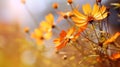 Sunny day view of vibrant orange wildflowers in natural setting Royalty Free Stock Photo