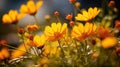 Sunny day view of vibrant orange wildflowers in natural setting Royalty Free Stock Photo