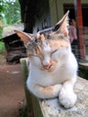 Cute cat is sleeping on the concrete