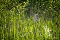 Sunny day in a wild reed field