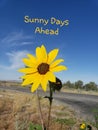 Sunny days ahead small sunflower Royalty Free Stock Photo