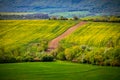 Sunny Days and Spring Flowers in the Countryside. Nature's Awakening: Royalty Free Stock Photo