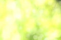 Sunny defocused green nature background, abstract bokeh effect es element for your design Royalty Free Stock Photo