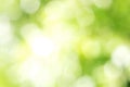 Sunny defocused green nature background, abstract bokeh effect es element for your design Royalty Free Stock Photo