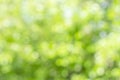 Sunny defocused green nature background, abstract bokeh effect es element for your design Royalty Free Stock Photo