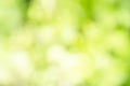 Sunny defocused green nature background, abstract bokeh effect es element for your design Royalty Free Stock Photo