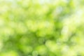 Sunny defocused green nature background, abstract bokeh effect es element for your design Royalty Free Stock Photo