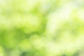 Sunny defocused green nature background, abstract bokeh effect es element for your design Royalty Free Stock Photo