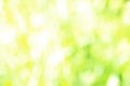 Sunny defocused green nature background, abstract bokeh effect es element for your design Royalty Free Stock Photo