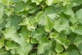 Sunny diuretic stinging nettle or Urtica Dioica in green backyard Royalty Free Stock Photo