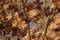 Dried brown oak leaves on branches Royalty Free Stock Photo