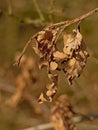 Dried brown oak leaves on branches Royalty Free Stock Photo