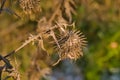 sunny dried brown teasel comb