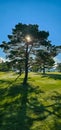 Sunny early morning on a golf course Royalty Free Stock Photo