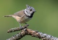 Sunny European Crested Tit lophophanes cristatus bright posing on an small lichen covered branch in the woods with clean green b